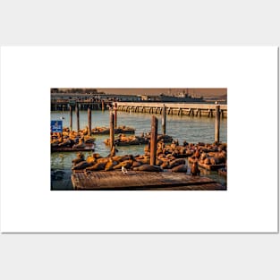 Sea Lions At Pier 39 San Francisco 3 Posters and Art